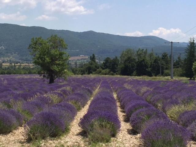 Logis Hotel Du Midi Salon-de-Provence Dış mekan fotoğraf